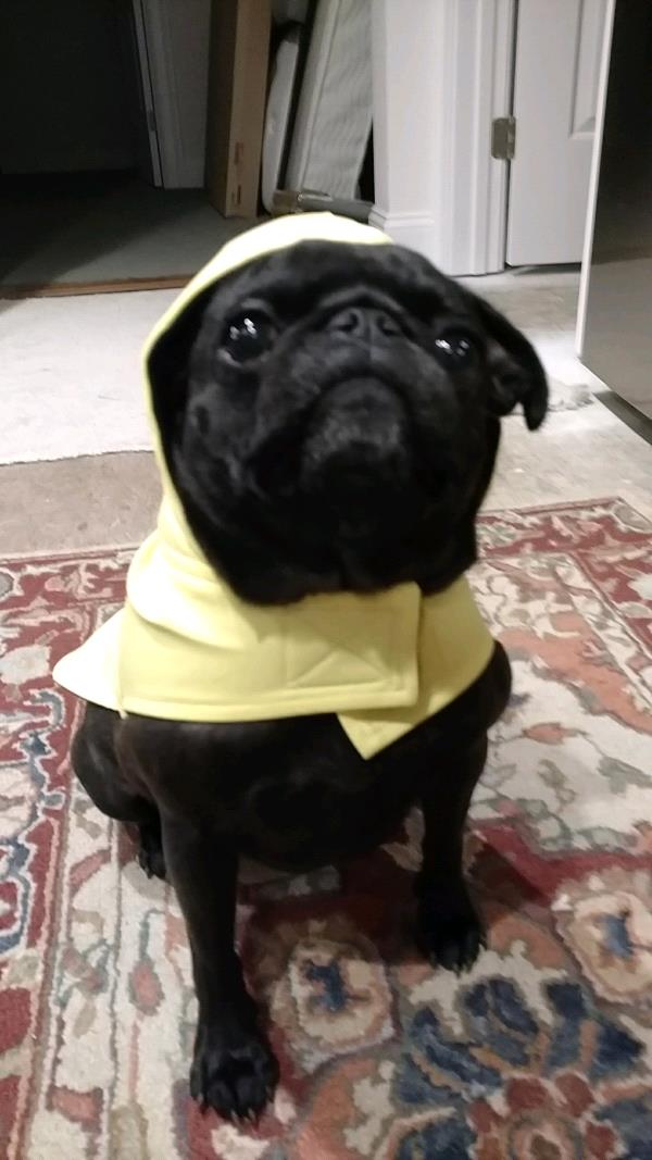 /images/uploads/pug nation rescue of los angeles/pugnation2020/entries/11703thumb.jpg
